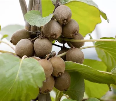 Actinidia chinensis 'Jenny' Actinidia chinensis 'Jenny'