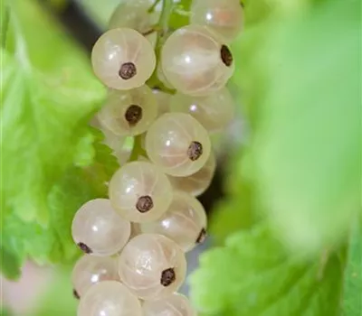 Ribes rubrum 'Weiße Versailler' Ribes rubrum 'Weiße Versailler'