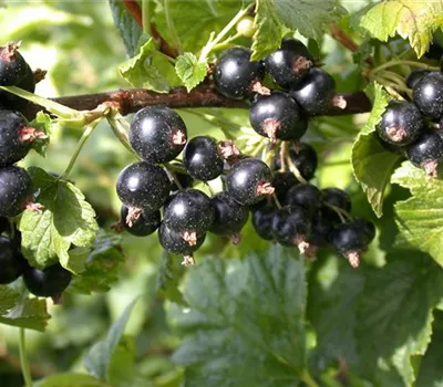 Ribes nigrum 'Dr. Bauers Ometa'(s) Ribes nigrum 'Dr. Bauers Ometa'(s)
