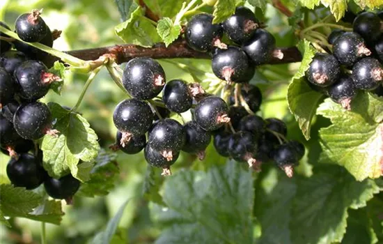 Ribes nigrum 'Titania'