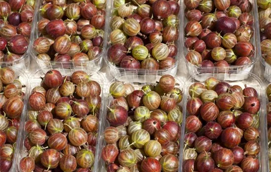 Ribes uva-crispa 'Hinnonmäki rot'