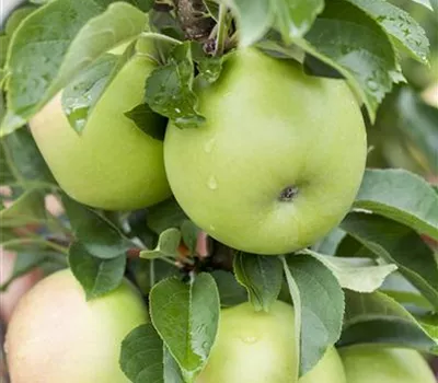 Malus domestica 'Brettacher Gewürzapfel'