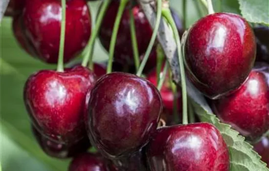 Prunus avium 'Burlat'