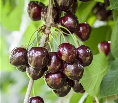 Prunus avium 'Schneiders Späte Knorpel' Prunus avium 'Schneiders Späte Knorpel'