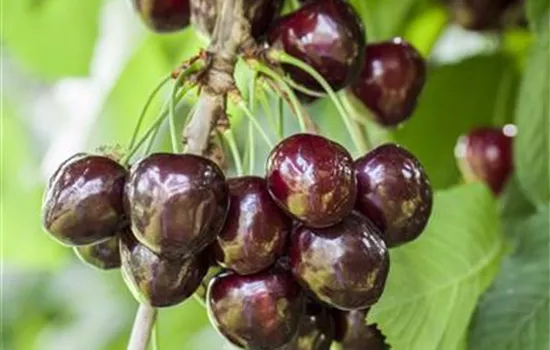 Prunus avium 'Schneiders Späte Knorpel'