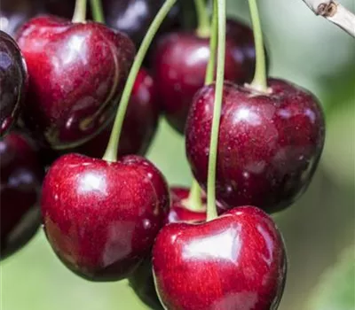 Prunus avium 'Claudia' Prunus avium 'Claudia'