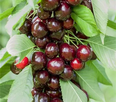 Prunus avium 'Oktavia' Prunus avium 'Oktavia'