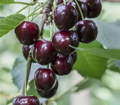 Prunus avium 'Regina' Prunus avium 'Regina'