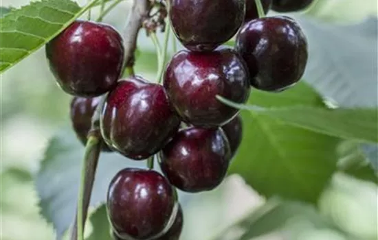Prunus avium 'Regina'
