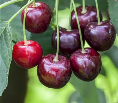 Prunus avium 'Sylvia' Prunus avium 'Sylvia'