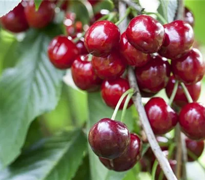 Prunus avium 'Hedelfinger Riesenkirsche' Prunus avium 'Hedelfinger Riesenkirsche'