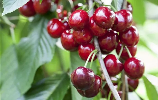 Prunus avium 'Hedelfinger Riesenkirsche'