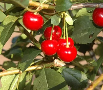 Prunus cerasifera 'Milanka'® Prunus cerasifera 'Milanka'®