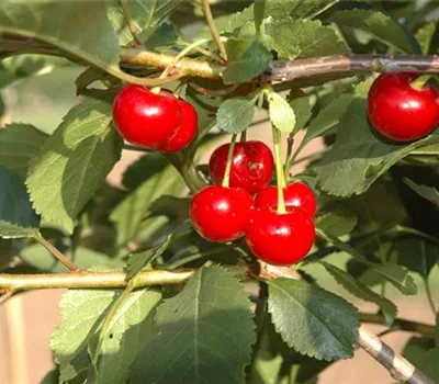 Prunus cerasus 'Maynard'