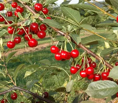Prunus cerasus 'Morellenfeuer' Prunus cerasus 'Morellenfeuer'