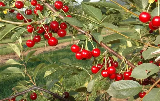 Prunus cerasus 'Morellenfeuer'