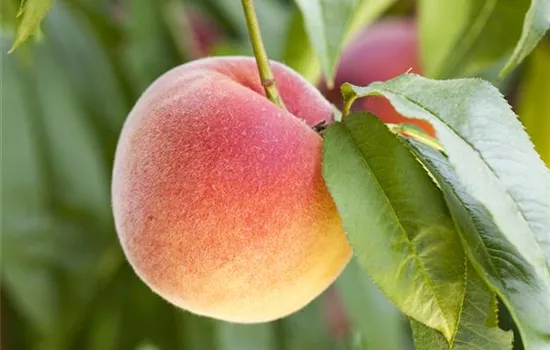 Obstbäume brauchen Sommerschnitt für die optimale Ernte Obstbäume brauchen Sommerschnitt für die optimale Ernte