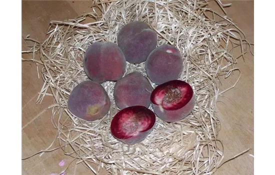 Prunus persica 'Roter Weinbergpfirsisch'