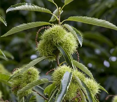 Castanea sativa 'Ecker 1'