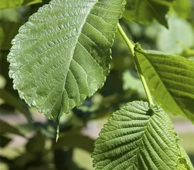 Morus alba Morus alba