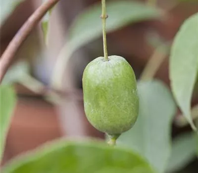 Actinidia arguta 'Issai'  Actinidia arguta 'Issai'