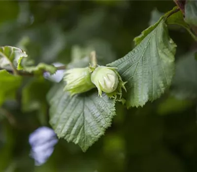 Corylus avellana 'Webbs Preisnuss' Corylus avellana 'Webbs Preisnuss'