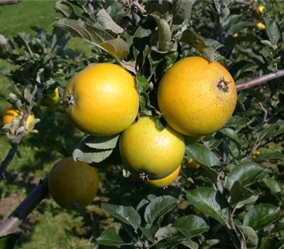Malus domestica 'Ananas-Renette'