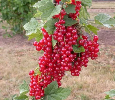 Ribes rubrum 'Jonkheer van Tets' Ribes rubrum 'Jonkheer van Tets'