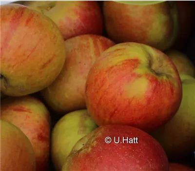 Malus domestica 'Cox Orange'