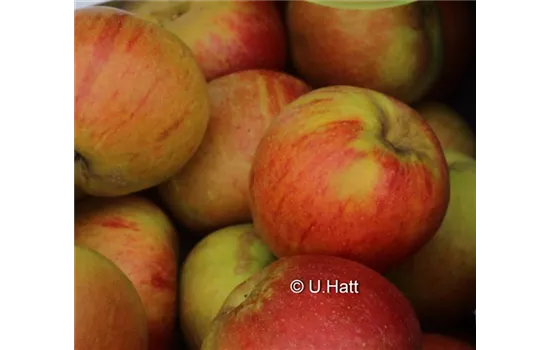 Malus domestica 'Cox Orange'