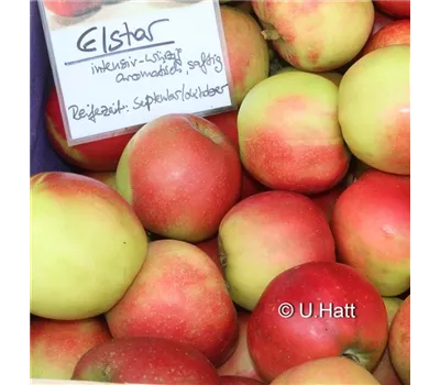 Malus domestica 'Elstar'