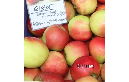 Malus domestica 'Elstar'