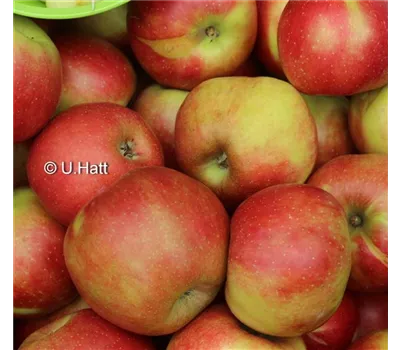 Malus domestica 'Jonagold'