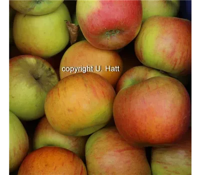 Malus domestica 'Goldparmäne'