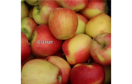 Malus domestica 'Pinova'(s)
