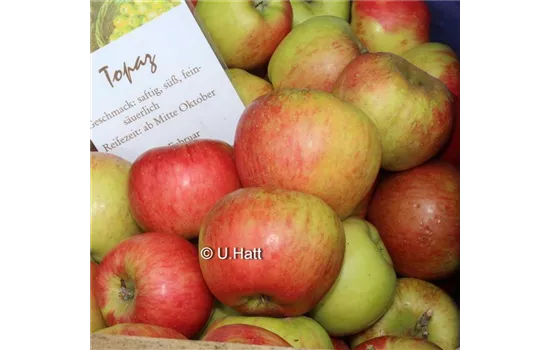 Malus domestica 'Topaz'(s)