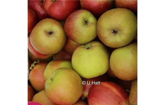 Malus domestica 'Roter Boskoop'