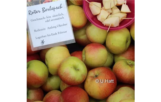 Malus domestica 'Freiherr v. Berlepsch' und 'Roter Berlepsch'