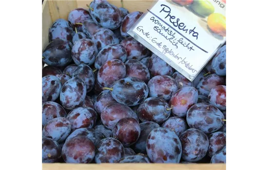 Prunus domestica 'Presenta'