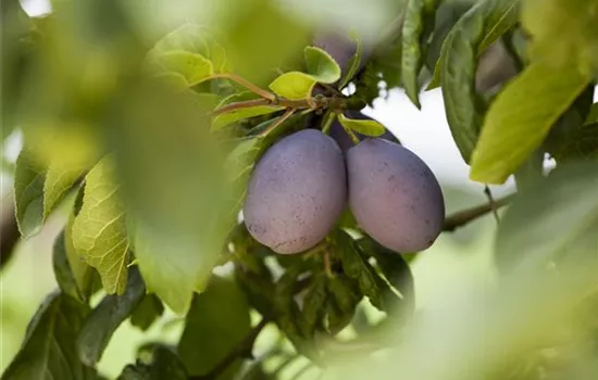 Prunus domestica subsp. domestica 'Jojo'
