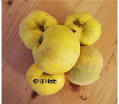 Cydonia oblonga 'Konstantinopeler Apfelquitte'