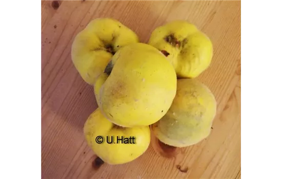 Cydonia oblonga 'Konstantinopeler Apfelquitte'