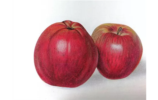 Malus domestica 'Öhringer Blutstreifling'