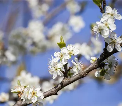 Prunus dom. 'Haferschlehe' Prunus dom. 'Haferschlehe'