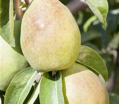 Pyrus communis 'Obelisk'®