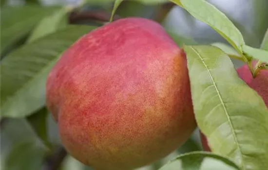 Prunus persica var. nucipersica 'Fantasia'