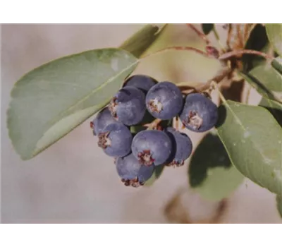 Amelanchier alnifolia 'Greatberry® Aroma' Amelanchier alnifolia 'Greatberry® Aroma'