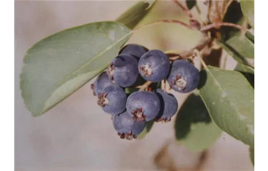 Amelanchier 'Saskatoon Berry'