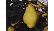 Birnenquitte 'Vranja'