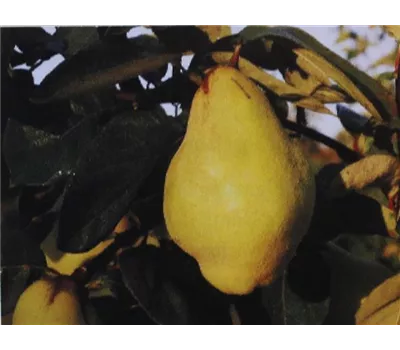 Cydonia oblonga 'Vranja'